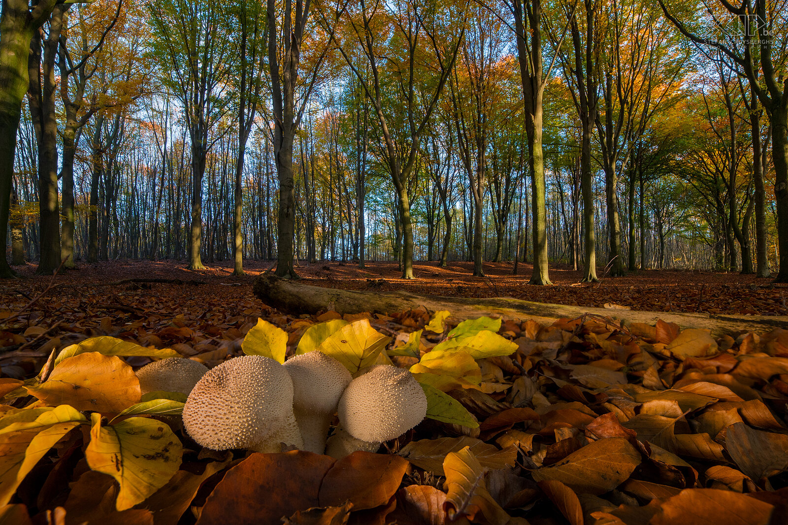 Autumn Autumn is one of the most beautiful seasons in nature. Hereby a small varied series of autumn photos of mushrooms and beautiful colors of trees in Scherpenheuvel and Holsbeek. Stefan Cruysberghs